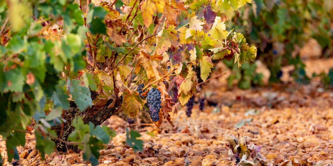 Conversaciones sobre los vinos Ribera del Júcar