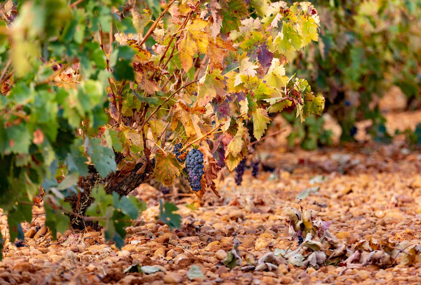 Conversaciones sobre los vinos Ribera del Júcar